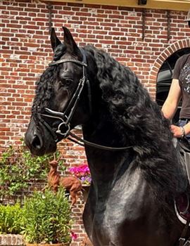 Beautiful Frisian Star stallion