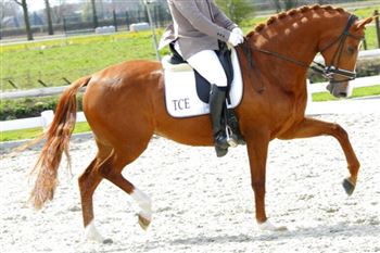 Sublime breeding/dressage mare Donadora from a top mare tribe.