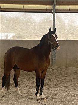 Talented pony stallion