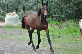 Promising dressage horse (2 years) from Intro K