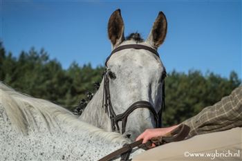 Eventing horse with a lot of potential