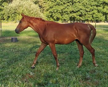 2 year old mare with top pedigree