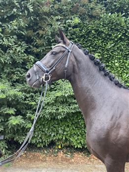 Beautiful black 4 year old dressage mare