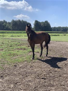 broodmare/walking horse for sale
