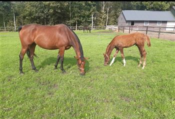 Pregnant German bred mare & Ferguson foal