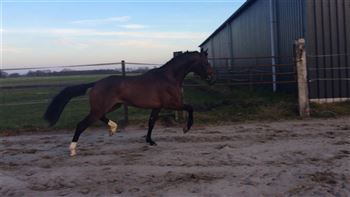 Super moving stallion