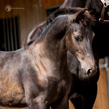 Chic dressage foal from the Reina tribe