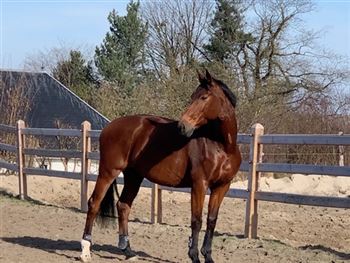 Beautiful all-round mare for sale