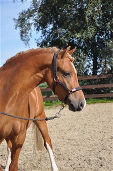 Super sweet 5-year-old Welsh-a mare!