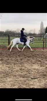 6 year old C-pony mare for sale