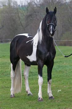 Barock Pinto Stallion