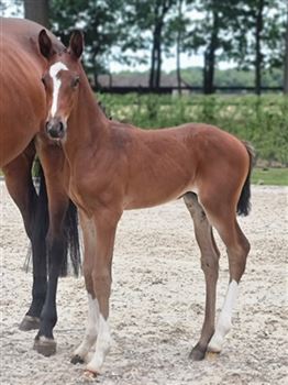 Stallion foal from Carthina line