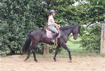 Good 4 year old dressage horse