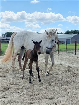 Pregnant Star mare / recreational horse
