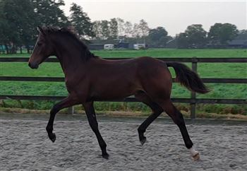 Well-moving colt from good dressage lineage