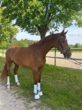Talented and well-behaved 4-year-old gelding