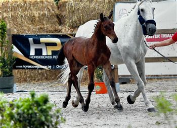 Handsome colt (jumping)