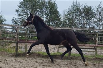 Talented yearling stallion v For Romance!