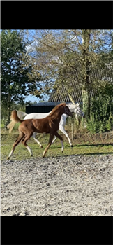 Beautiful colt from predicate-rich lineage!