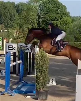 Experienced BWP jumping horse