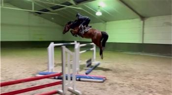 6 year old good jumping horse
