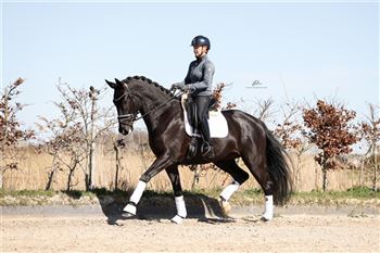 Talented dressage horses for sale