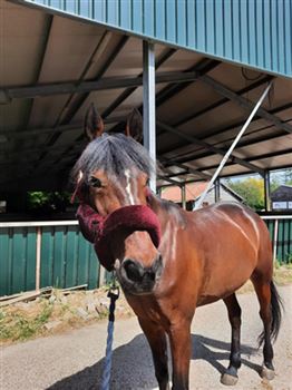 Super good and sweet trotter mare for sale