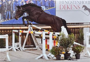2 year old stallion with top pedigree