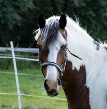Sweet recreational pony for sale
