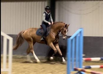 Appealing and talented gelding