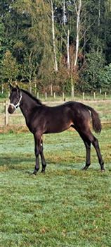 Beautiful D-pony foal DELUXE X NIA DOMO'S BOLERO