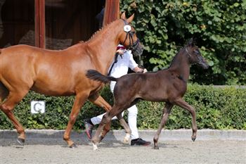 Very luxurious breed typically bred 1st premium champion's mare