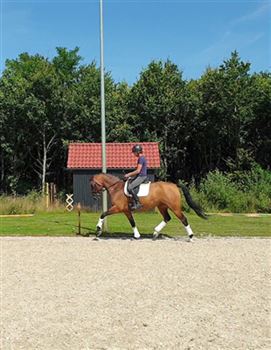 Fine dressage mare for sale, former foal champion in France.