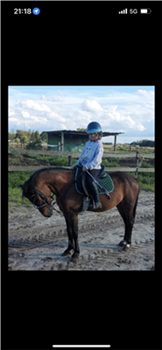 Bombproof b jumping pony for sale