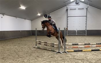 Topper in the making jumping/dressage gelding, real children's pony!