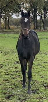 2 year old future dressage mare!