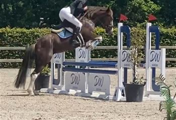 5 year old jumping pony for sale (E pony)