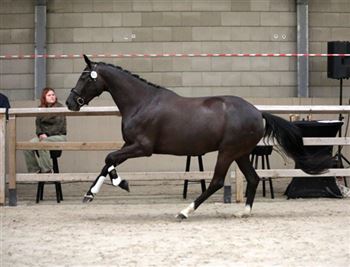 6 year old black Elite mare from Ferdeaux from predicate-rich lineage