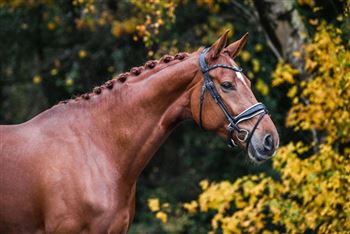 Talented large 7 year old Z2 mare by Dreamboy for sale!