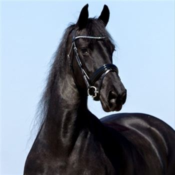 9 year old pregnant Frisian Sport AA mare