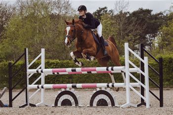 Jumping pony for sale