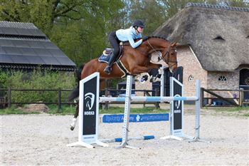 Talented jumping horse