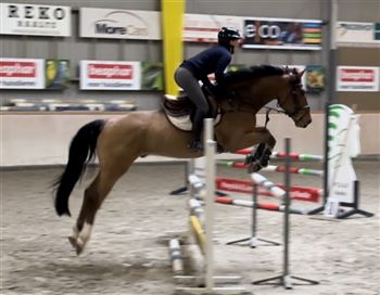 Nice 5-year-old gelding with the right attitude!