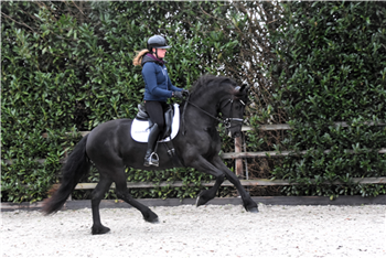 4-year-old, talented Frisian mare, ready for competitions