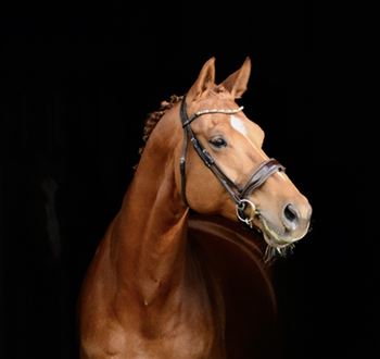 Beautiful 7 year old Johnson mare reduced in price