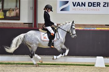 Beautiful b pony with a lot of talent in dressage