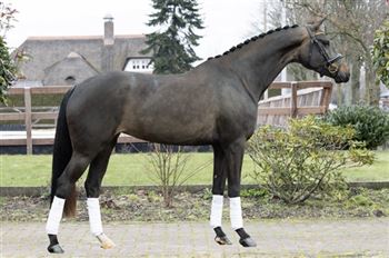 Very beautiful KWPN dressage mare