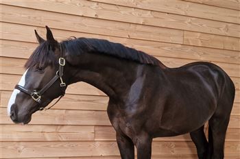 Tough 3 year old show jumping stallion by Mister Diamant