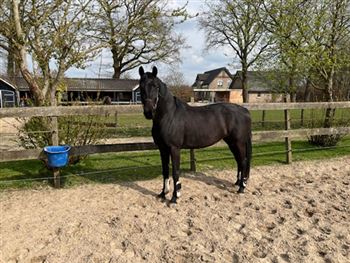 Intact three-year-old mare with excellent gaits and fully inspected
