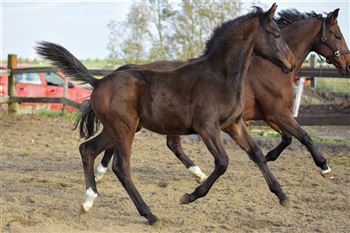 Beautiful moving stallion yearling